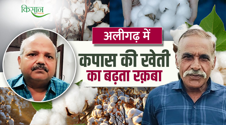 कपास की खेती cotton farming