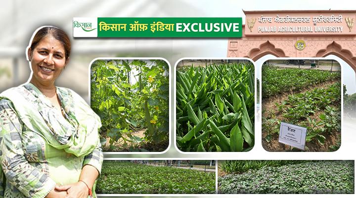 पंजाब कृषि विश्वविद्यालय की डॉ. रुमा देवी Dr. Ruma Devi of Punjab Agricultural University