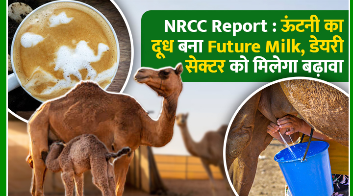 Future Milk है Camel Milk: NRCC की रिपोर्ट ने बताया ऊंटनी का दूध है 'सफेद सोना' जिससे चमकेगा भारत का डेयरी सेक्टर !
