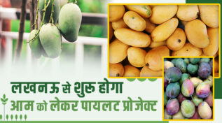 लखनऊ का World Famous 'Dussehri Mango' दुनिया में मचाएगा धमाल! यूपी के किसानों के लिए 'स्वर्णिम अवसर', IndGAP सर्टिफिकेशन से खुलेगा Global Route