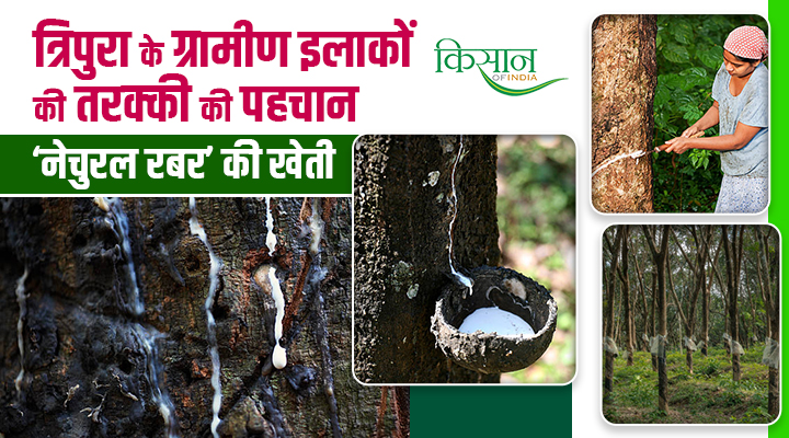 Tripura के गांवों की तरक्की और रोजगार पैदा करने की ड्राइविंग फ़ोर्स बनी ‘Natural Rubber’ की खेती, MRube प्लेटफॉर्म ने बदली किसानों की किस्मत!