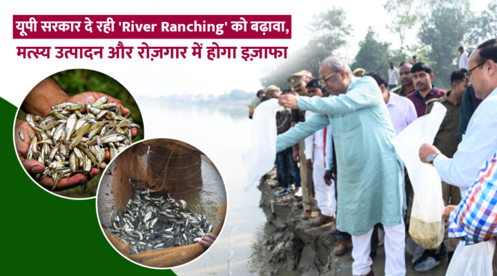 Uttar Pradesh की नदियां बनीं मछलियों का नया 'River Ranch', गोमती में उतारी गईं 2 लाख मछलियां, मछुआरों को होगा फायदा