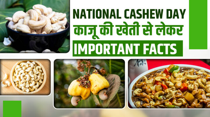 World Cashew Day: खेती से लेकर स्वाद, सेहत और मेहनत का संगम ‘काजू’ की पूरी कहानी जानिए
