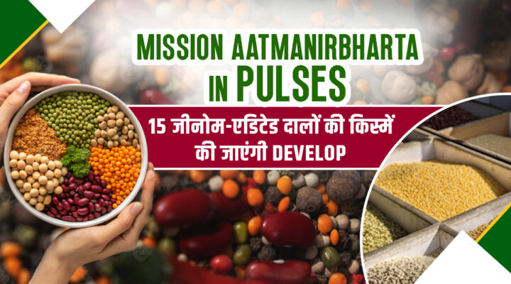 Mission Aatmanirbharta in Pulses: दालों में क्रांति लाएंगी 15 जीनोम-एडिटेड किस्में, कम वक्त में ज़्यादा होगी पैदावार !