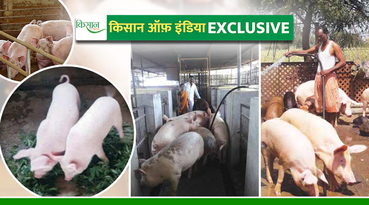 सूअर पालन सोमन्ना सिद्धप्पा भसागी किसान