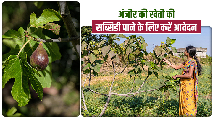 Anjeer Fruit Development Scheme: अंजीर की खेती के लिए मिल रही सब्सिडी, बिहार के किसानों के लिए सुनहरा मौका