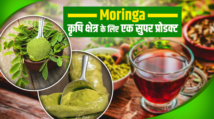 Moringa: सुपरफूड बना सुपर बिज़नेस, किसानों और व्यापारियों के लिए 'ग्रीन गोल्ड' बना मोरिंगा!