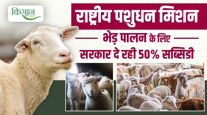 National Livestock Mission: भेड़ पालन बनेगा 'गरीब का एटीएम', सरकार दे रही है 50 लाख तक की सब्सिडी