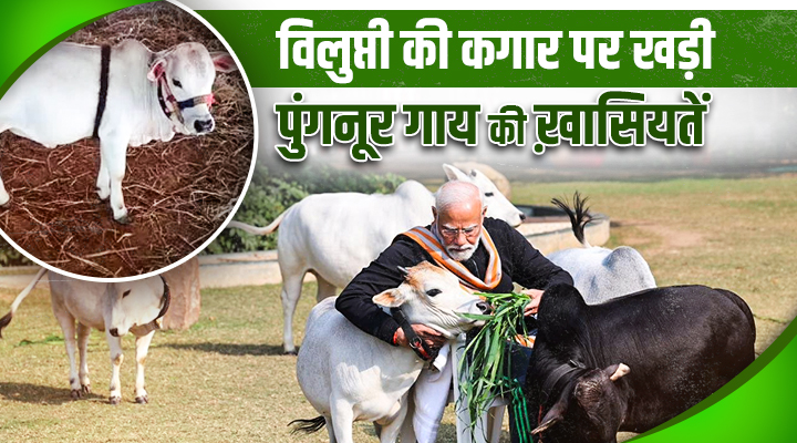 Punganur Cow : महज़ 3 फीट की ऊंचाई और कीमत है 10 लाख, पुंगनूर गाय को PM मोदी ने बचाने का दिया संदेश