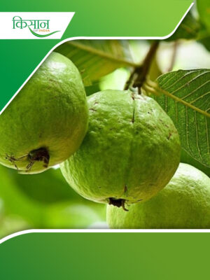 Guava Cultivation Cover