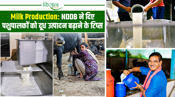 Milk Production In India : दूध में दुनिया में नंबर-1, मगर पशुपालकों की जेब क्यों खाली? NDDB ने बताए 'कम लागत में मुनाफा' के राज़
