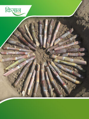 Sugarcane Cultivation Cover