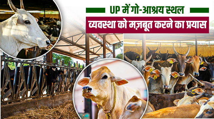 UP में गो-आश्रय स्थल व्यवस्था Cow shelter system in UP