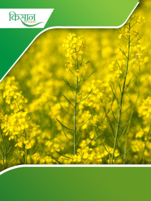 Yellow Revolution Cover