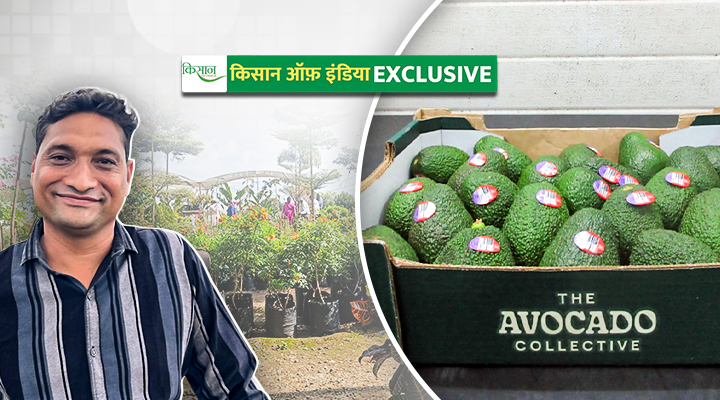 एवोकैडो की खेती