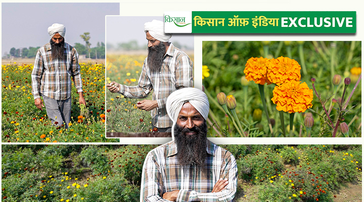 जाफरी गेंदे की खेती