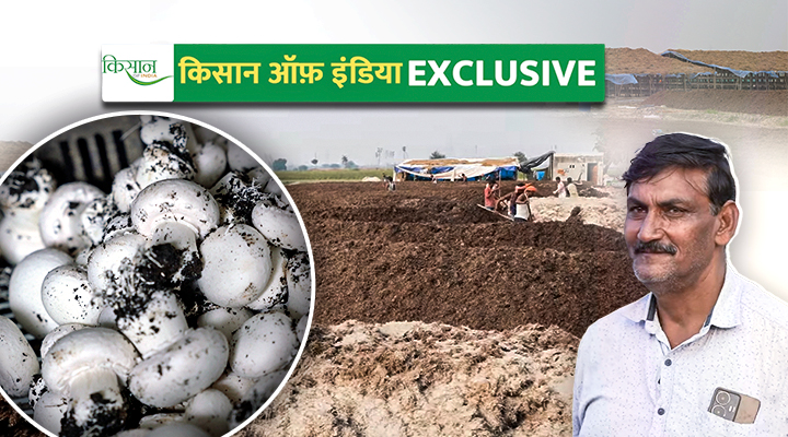 बटन मशरूम का उत्पादन