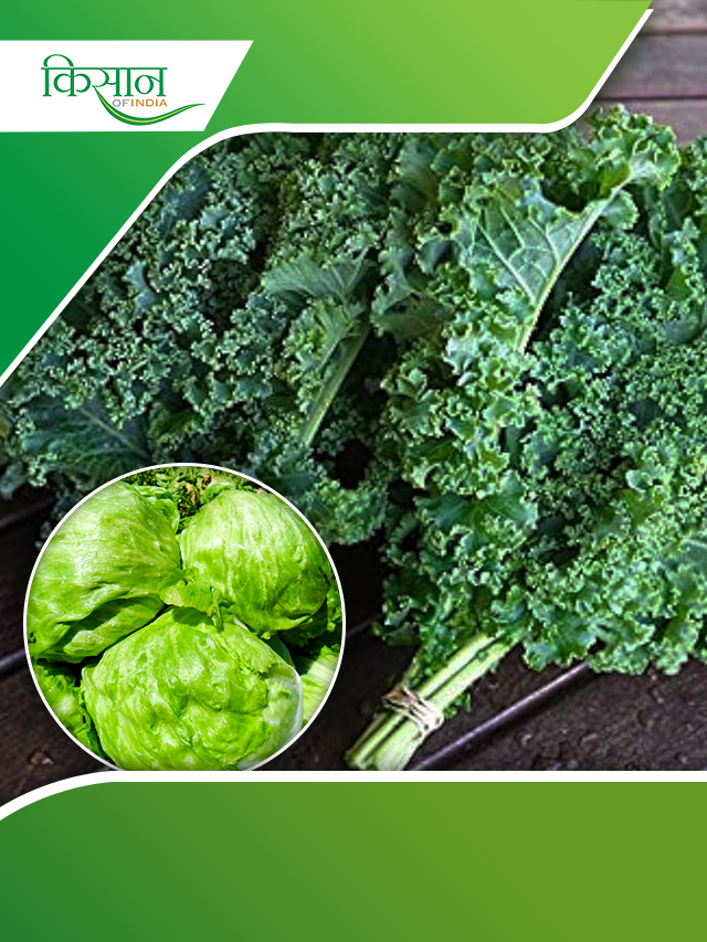 पूरे साल विदेशी सब्ज़ियों की खेती से कमाई की तरकीब जानिए