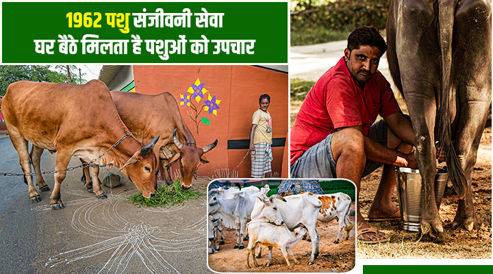 1962 Pashu Sanjivni Yojana : पशु संजीवनी योजना के ज़रीये घर बैठे होता है पशुओं का इलाज सेवा, जानिए पूरी डिटेल