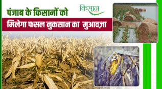 पंजाब सरकार का बड़ा फैसला: 50 साल बाद मिलेगा 'कच्चे' किसानों को हक, बाढ़ पीड़ितों के खाते में आएगा पैसा
