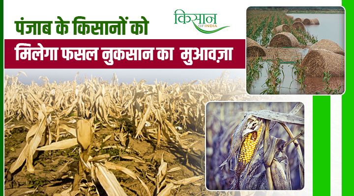 पंजाब सरकार का बड़ा फैसला: 50 साल बाद मिलेगा 'कच्चे' किसानों को हक, बाढ़ पीड़ितों के खाते में आएगा पैसा