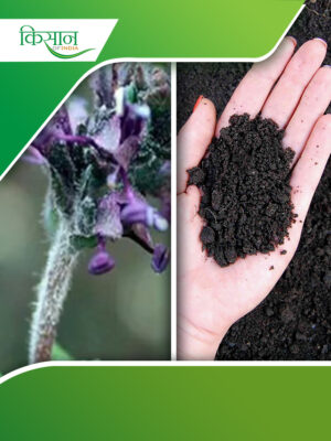 Picrorhiza kurroa Cover