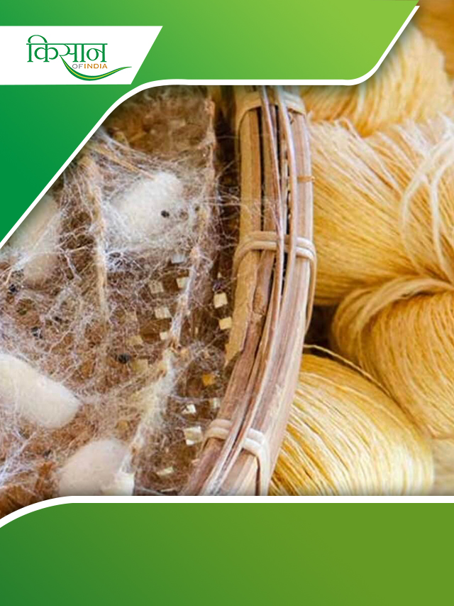 इतिहास में रेशम की डोर,सिल्क का जन्म चीन में हुआ,लेकिन भारत ने अपनाकर दी नई पहचान