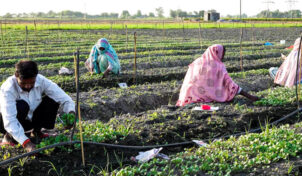 नौकरी छोड़कर शुरू की सब्जियों की नर्सरी, अमृतसर से पंजाब के किसानों तक पहुंचा रहे पौधे