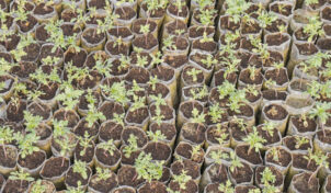 नौकरी छोड़कर शुरू की सब्जियों की नर्सरी, अमृतसर से पंजाब के किसानों तक पहुंचा रहे पौधे