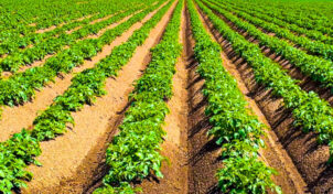 20 साल पहले शुरू की जैविक खेती, आलू के बीजों में माहिर किसान सुखजीत सिंह