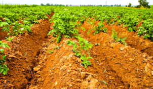 20 साल पहले शुरू की जैविक खेती, आलू के बीजों में माहिर किसान सुखजीत सिंह