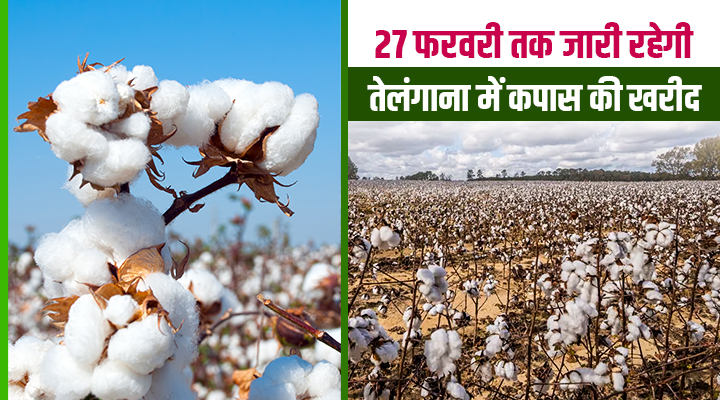 कपास की खरीद