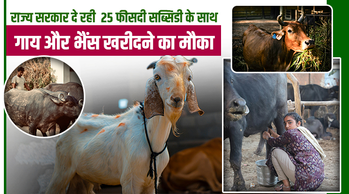 कर्नाटक सरकार की बड़ी सौगात: अब किसान सब्सिडी पर खरीद सकेंगे दूध देने वाले पशु, कमाई होगी दोगुनी!