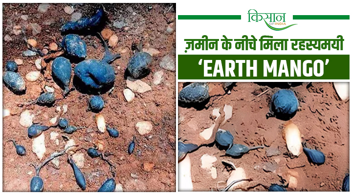 Earth Mango : केरल के पलक्कड़ में ‘ज़मीन के अंदर छुपी आम’ जैसी फंगस, वैज्ञानिक हैरान!