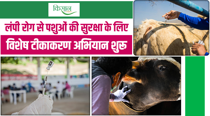 राजस्थान में लंपी स्किन रोग के खिलाफ महाअभियान की शुरुआत, होमोलॉगस वैक्सीन से होगा बचाव