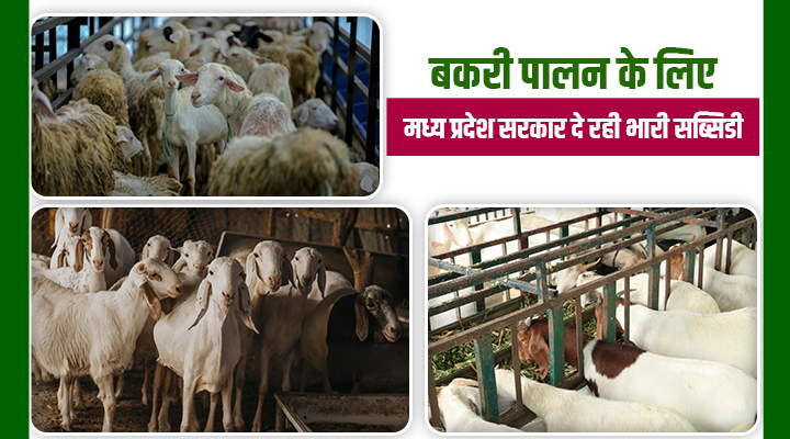 बकरी पालन योजना: कम लागत में कमाई का सुनहरा मौका, मध्य प्रदेश सरकार दे रही 60 फीसदी तक अनुदान