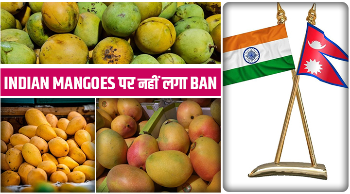 Indian Mangoes