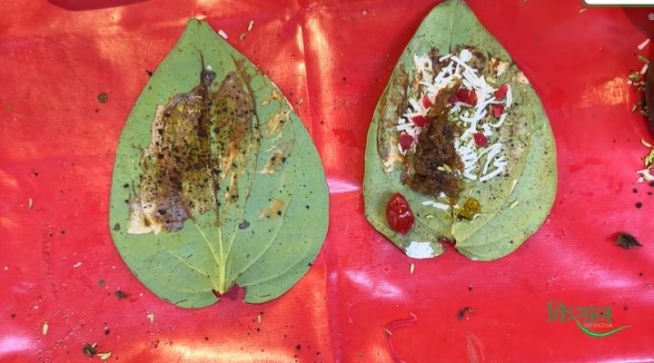 देसावरी पान के पत्ते