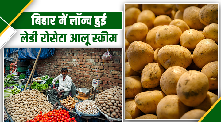 बिहार के किसानों के लिए सुनहरा मौका: 75 फीसदी अनुदान पर मिलेगी 'लेडी रोसेटा आलू' की खेती