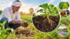 पुनर्जीवित कृषि (Regenerative Agriculture)