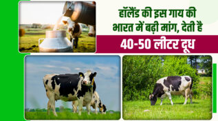 Holstein Friesian Cow: दुनिया की सबसे ज़्यादा दूध देने वाली नस्ल, जानिए पहचान, वजन और भारत में कीमत