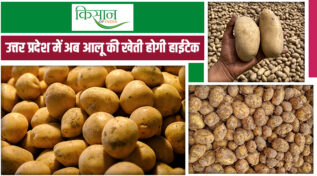 उत्तर प्रदेश सरकार का आलू किसानों के लिए बड़ा कदम: 1 ट्रिलियन डॉलर की अर्थव्यवस्था की ओर बढ़ते कदम
