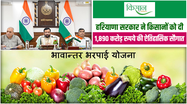 हरियाणा सरकार का तोहफा: 6,177 किसानों के खातों में 49.89 करोड़ रुपये की भावांतर भरपाई राशि ट्रांसफर