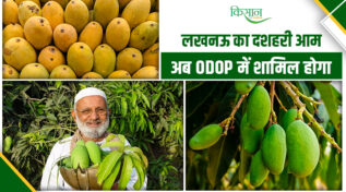 लखनऊ का मलिहाबादी दशहरी आम अब ग्लोबल पहचान की ओर, ODOP में होगा शामिल