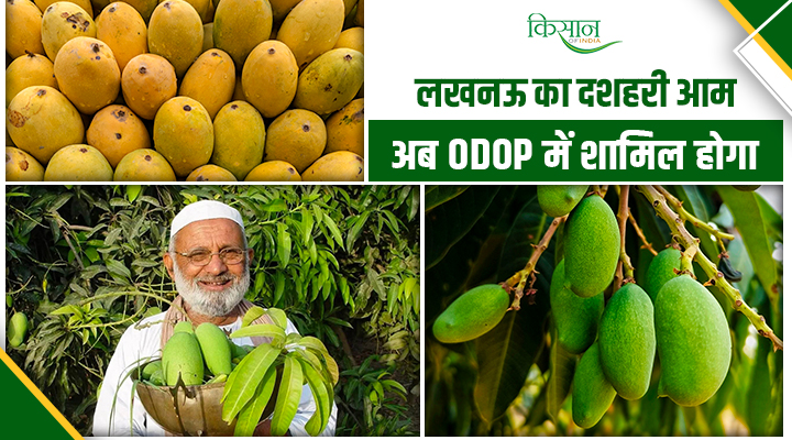 लखनऊ का मलिहाबादी दशहरी आम अब ग्लोबल पहचान की ओर, ODOP में होगा शामिल