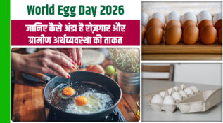World Egg Day 2026 : भारत है दुनिया का दूसरा सबसे बड़ा अंडा उत्पादक, लेकिन चुनौतियां जो किसानों की कमर तोड़ रहीं