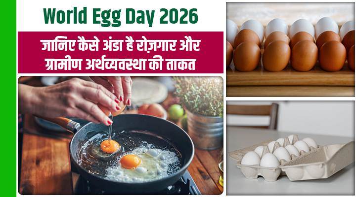 World Egg Day 2026 : भारत है दुनिया का दूसरा सबसे बड़ा अंडा उत्पादक, लेकिन चुनौतियां जो किसानों की कमर तोड़ रहीं