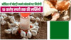 कमर्शियल लेयर पोल्ट्री फार्मिंग योजना: ओड़िशा सरकार पोल्ट्री फार्म खोलने पर दे रही 10 करोड़ की सब्सिडी