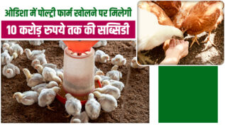 कमर्शियल लेयर पोल्ट्री फार्मिंग योजना: ओड़िशा सरकार पोल्ट्री फार्म खोलने पर दे रही 10 करोड़ की सब्सिडी