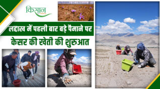 लद्दाख में पहली बार बड़े पैमाने पर केसर की खेती शुरू,लेह में 90 हजार ईरानी कॉर्म्स लगाए गए